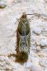 Ancylis comptana